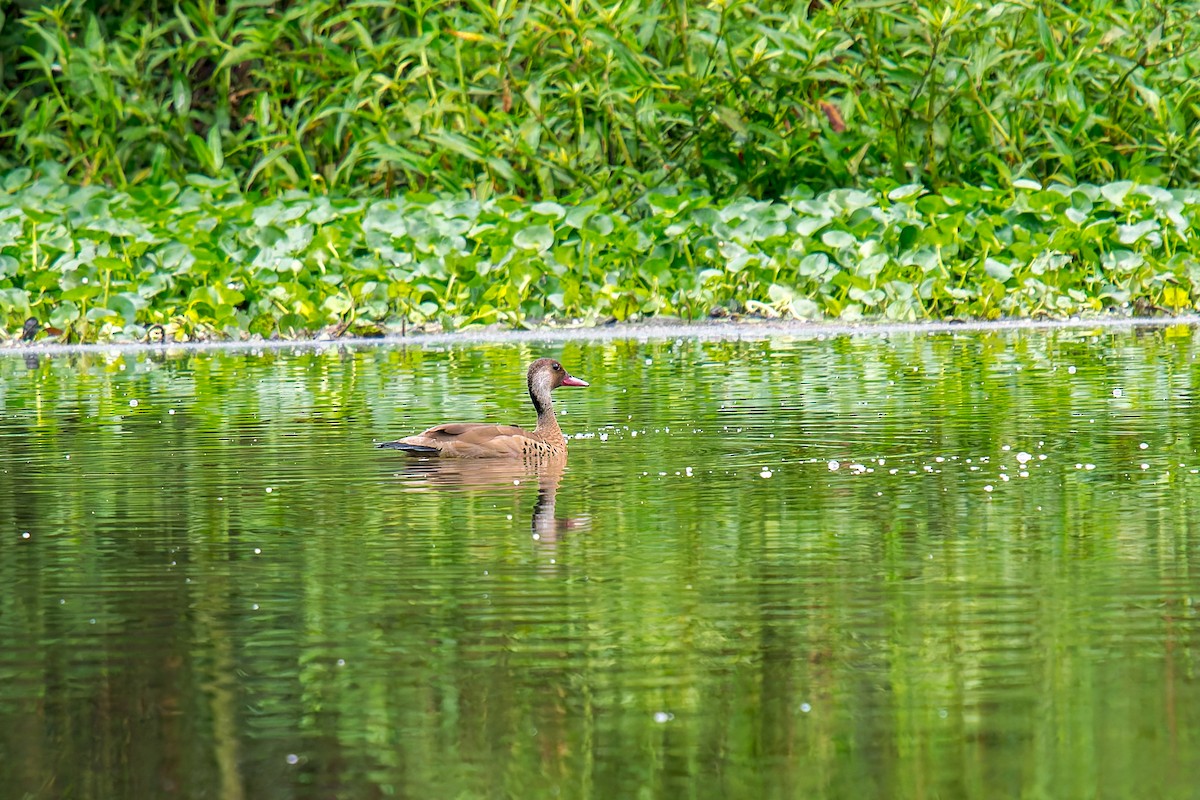 Brazilian Teal - ML647313876