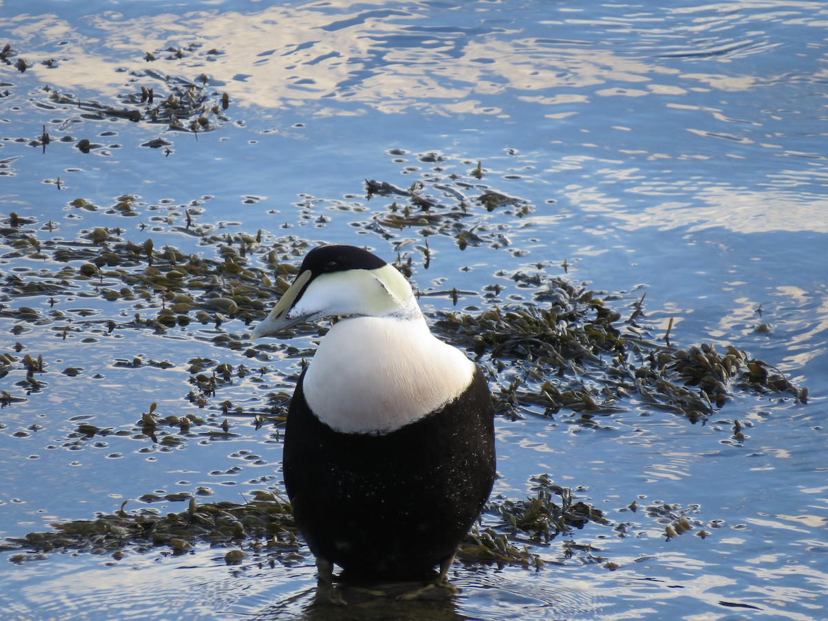 Eider à duvet (dresseri) - ML647313882