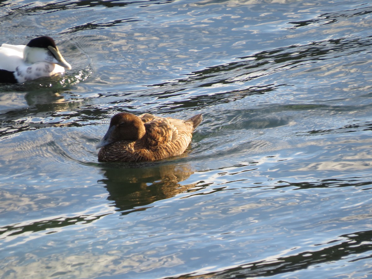 Eider à duvet (dresseri) - ML647313883