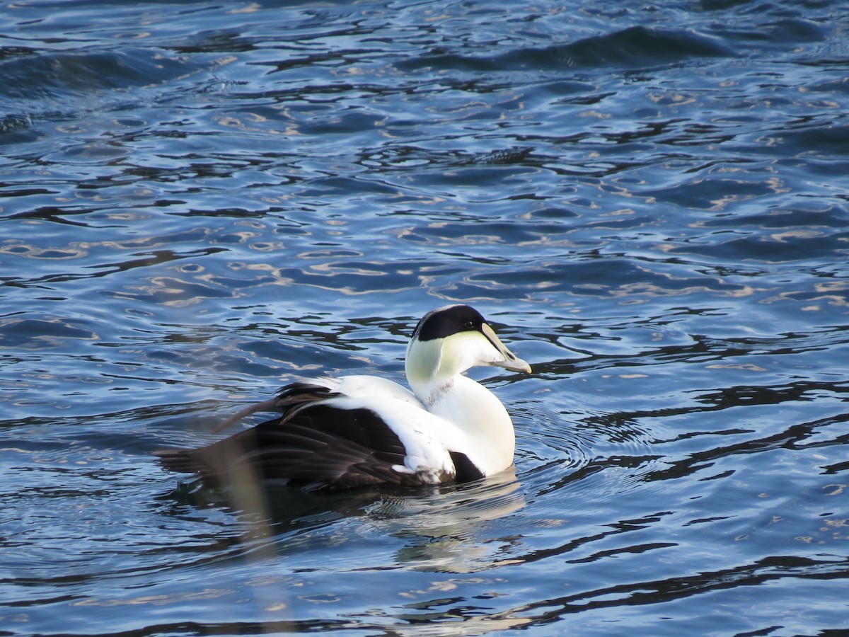 Eider à duvet (dresseri) - ML647313884