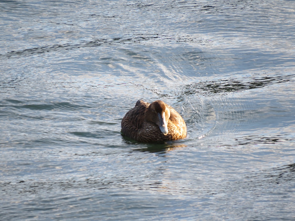 Eider à duvet (dresseri) - ML647313885