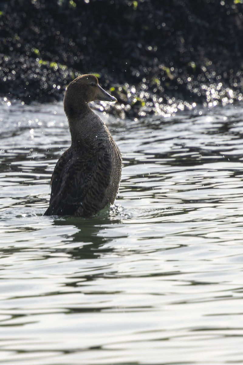 Eider à duvet - ML647313891