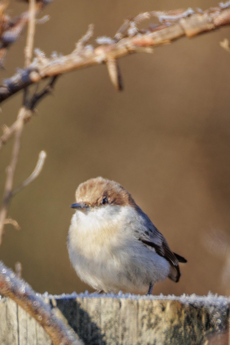 Brown-headed Nuthatch - ML647313906