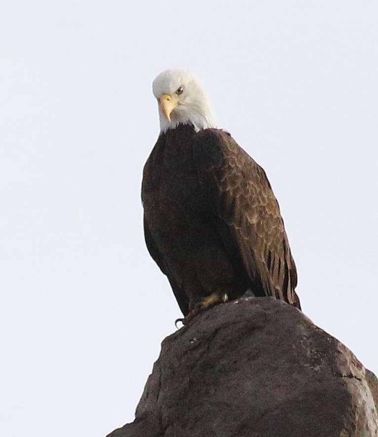 Itsas arrano buruzuria - ML647313955