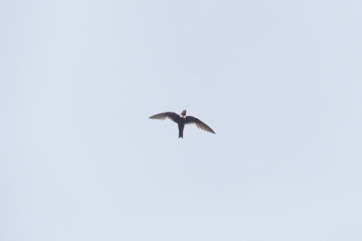 Halsbandsegler - ML647313962