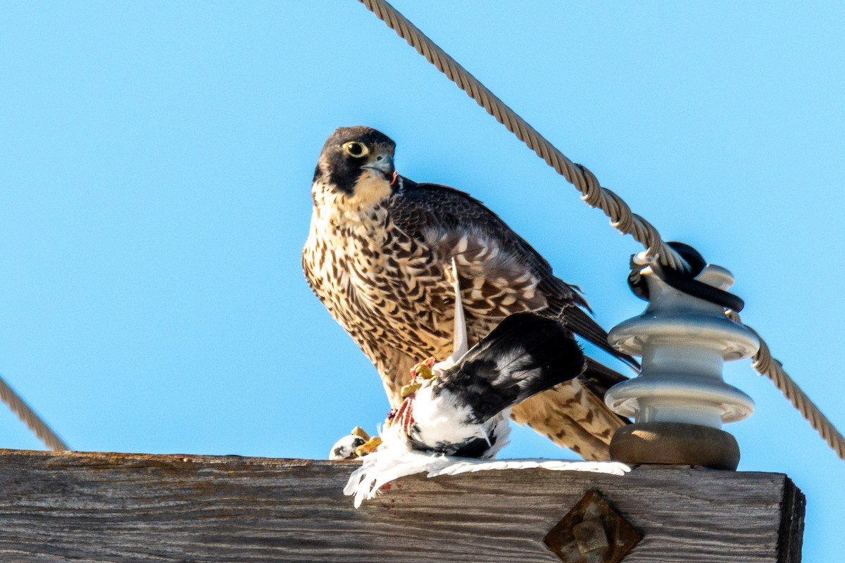 Peregrine Falcon - ML647313966