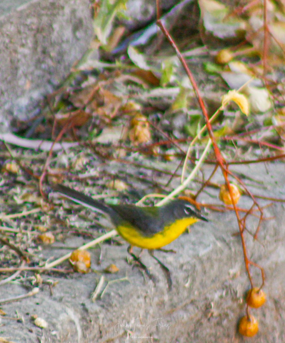 Brown-capped Redstart - ML647313967
