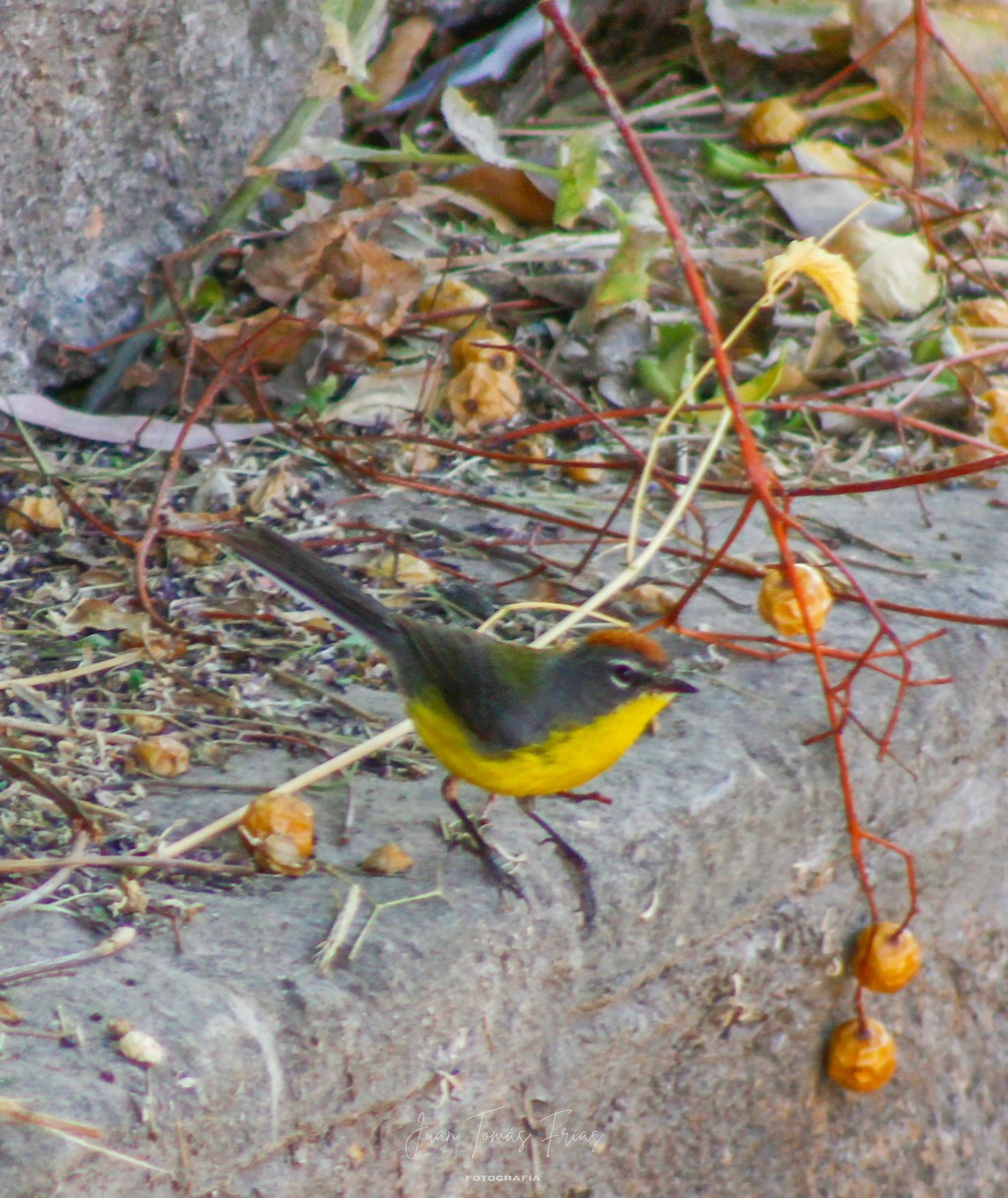 Brown-capped Redstart - ML647313968