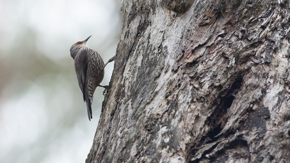 Red-browed Treecreeper - ML647313989