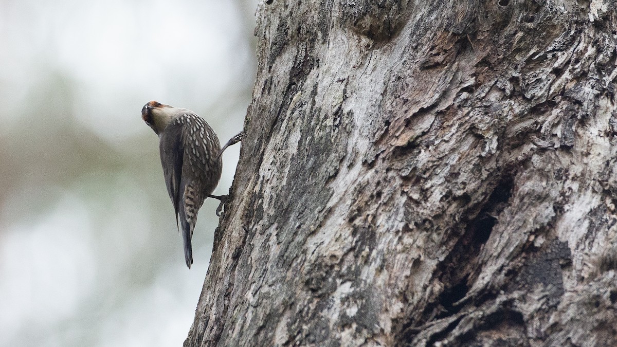 Red-browed Treecreeper - ML647313990