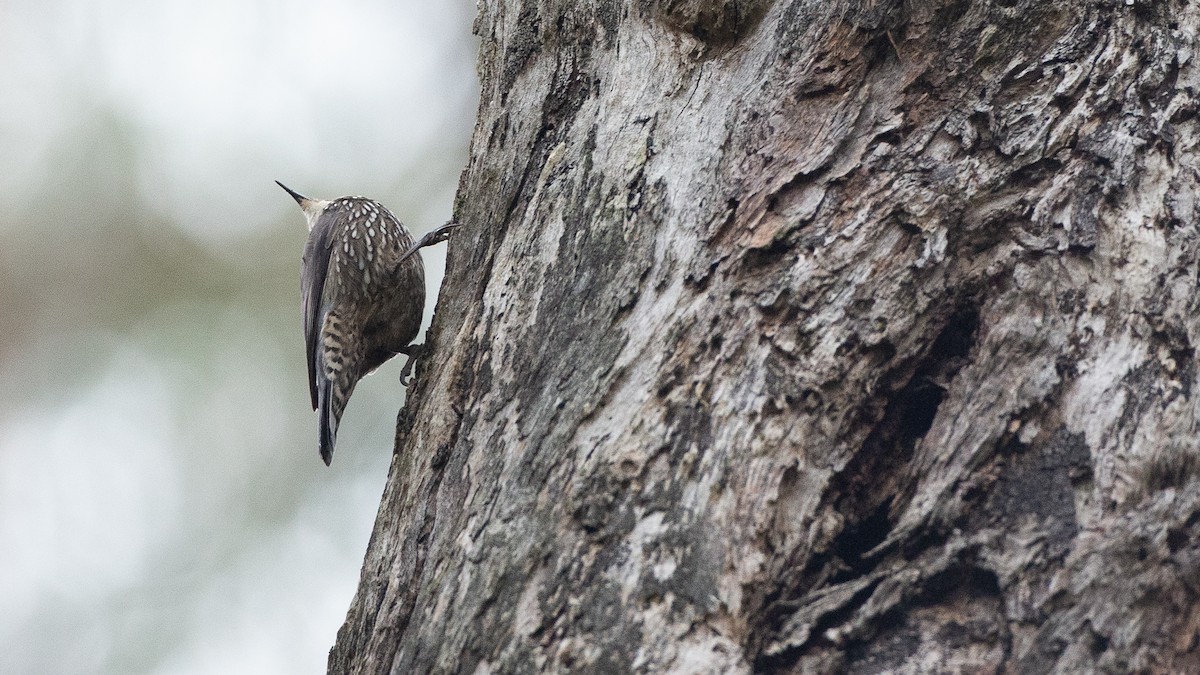 Red-browed Treecreeper - ML647313991