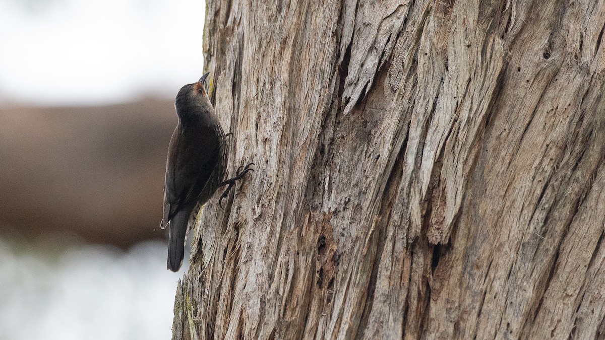 Red-browed Treecreeper - ML647313992