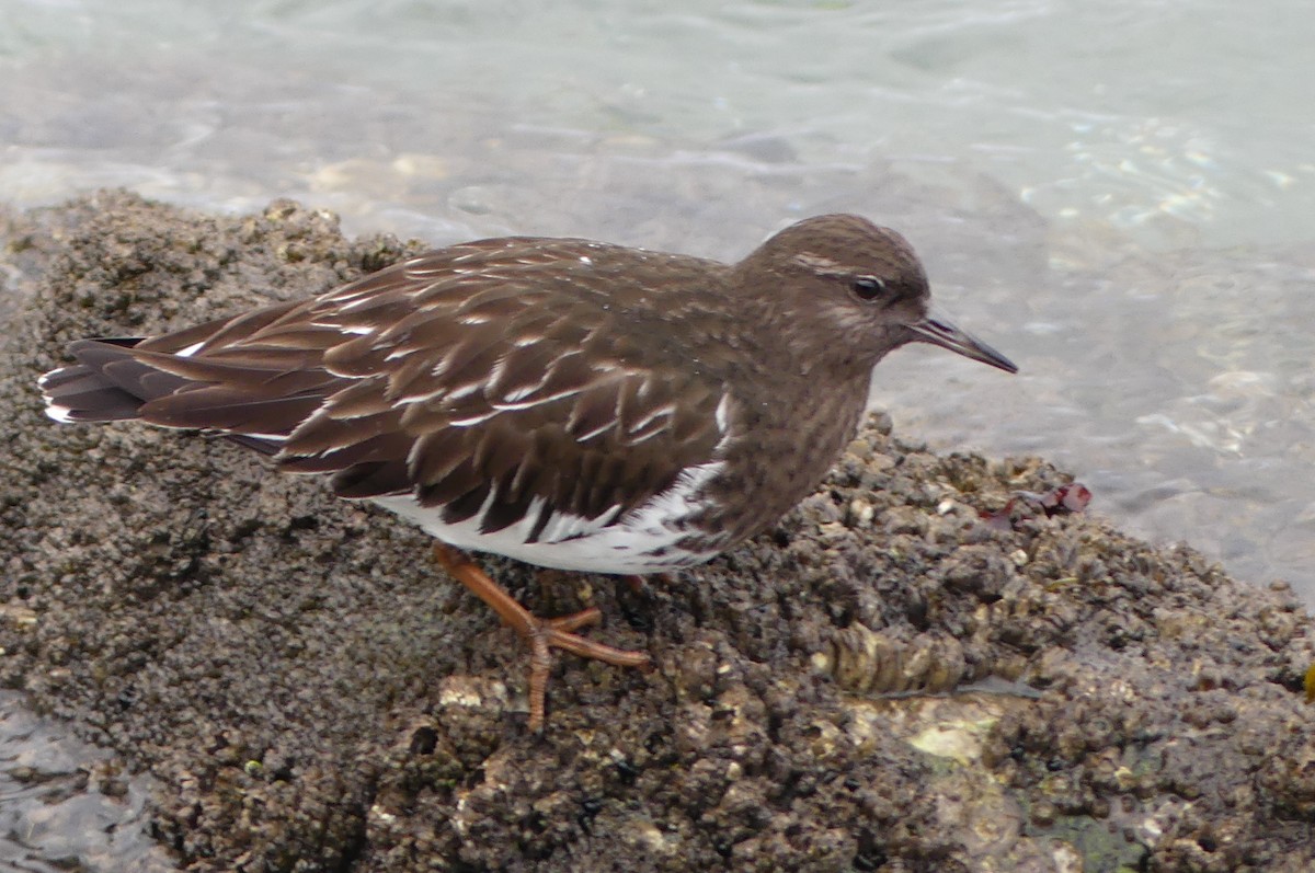 Black Turnstone - ML647314019
