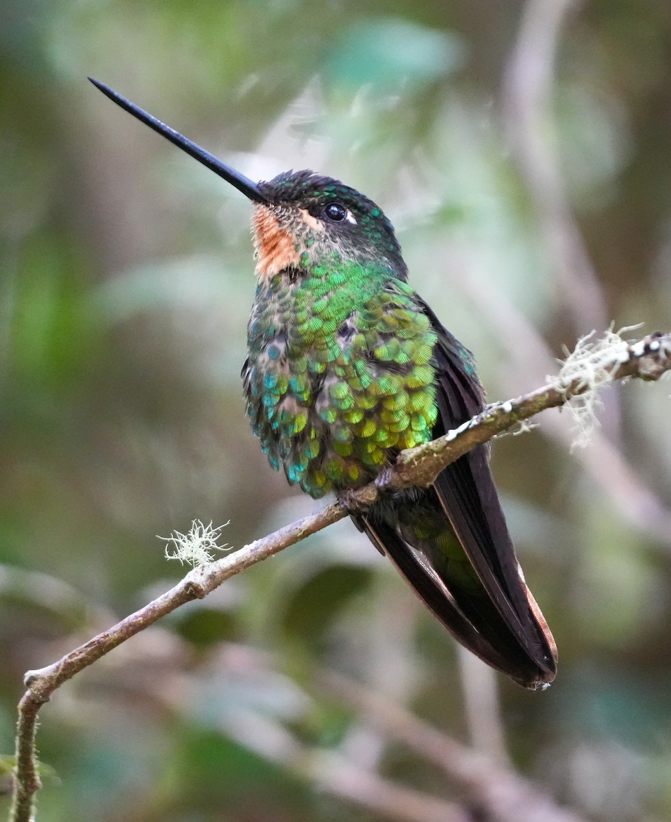 Dusky Starfrontlet - ML647314020