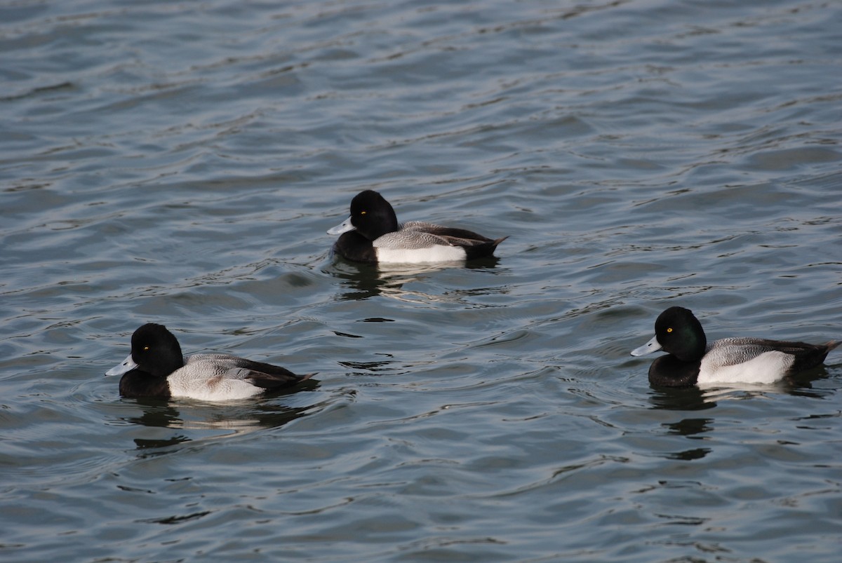 コスズガモ - ML647314021