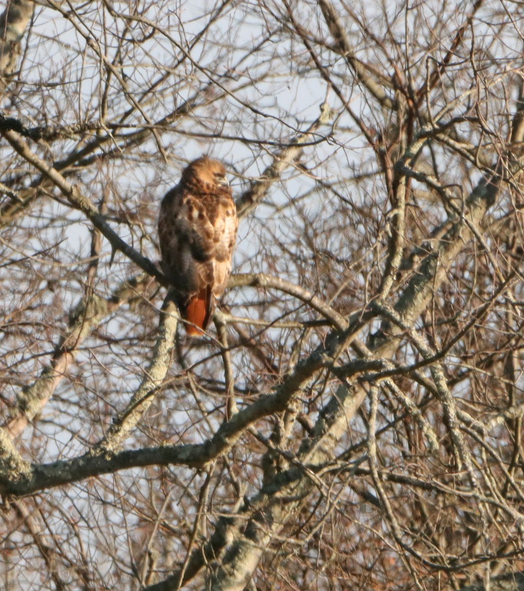 Red-tailed Hawk - ML647314022