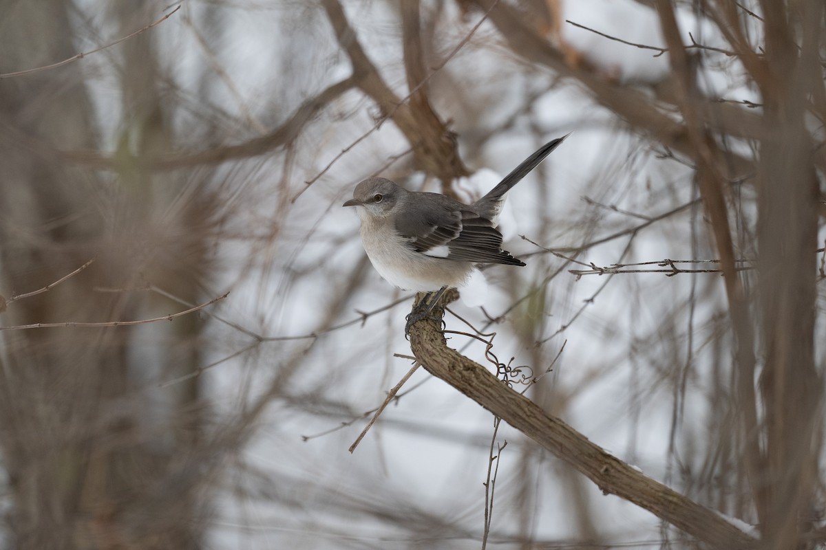 Пересмішник багатоголосий - ML647314028