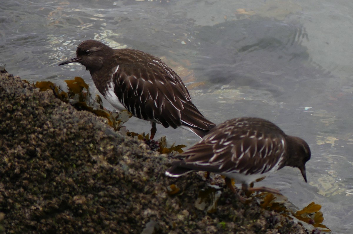Black Turnstone - ML647314029
