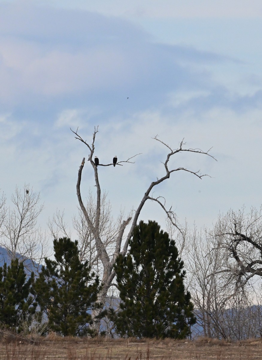 Itsas arrano buruzuria - ML647314030