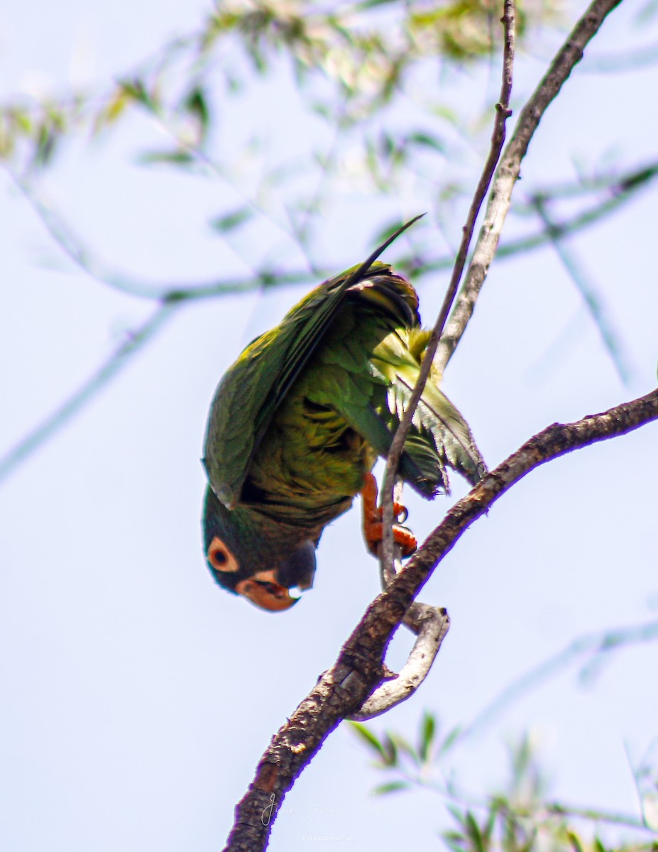 Blue-crowned Parakeet - ML647314047