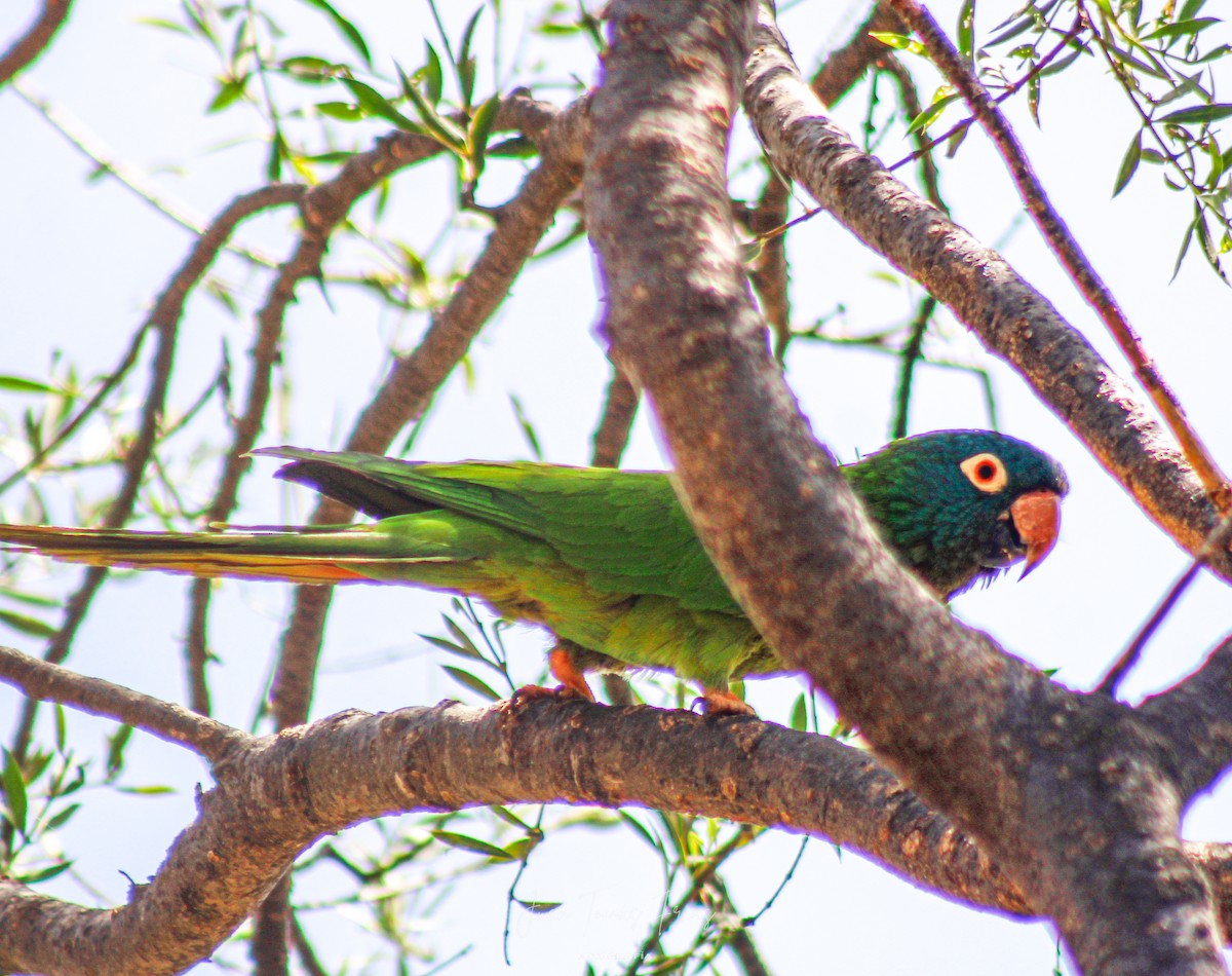 Blue-crowned Parakeet - ML647314048