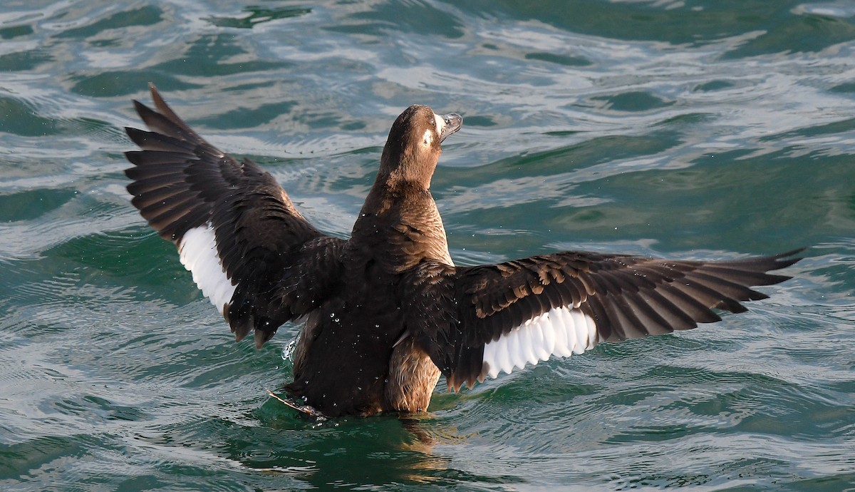 White-winged Scoter - ML647314050