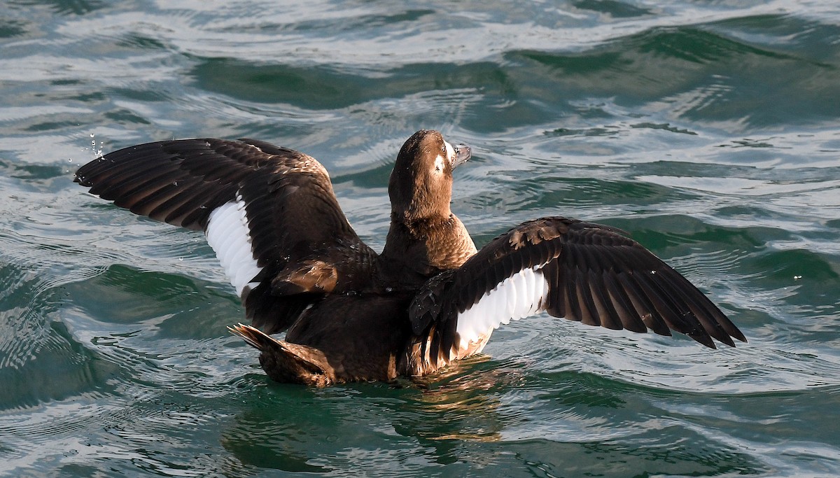 White-winged Scoter - ML647314053