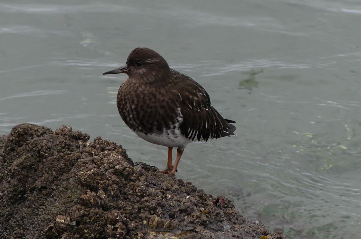 Black Turnstone - ML647314054