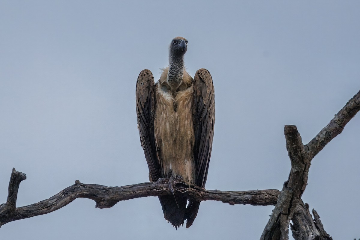 White-backed Vulture - ML647314075