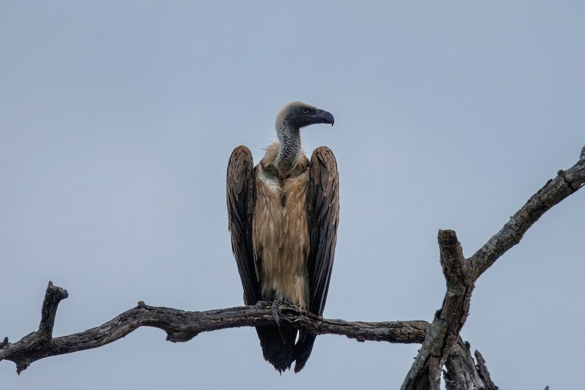White-backed Vulture - ML647314077