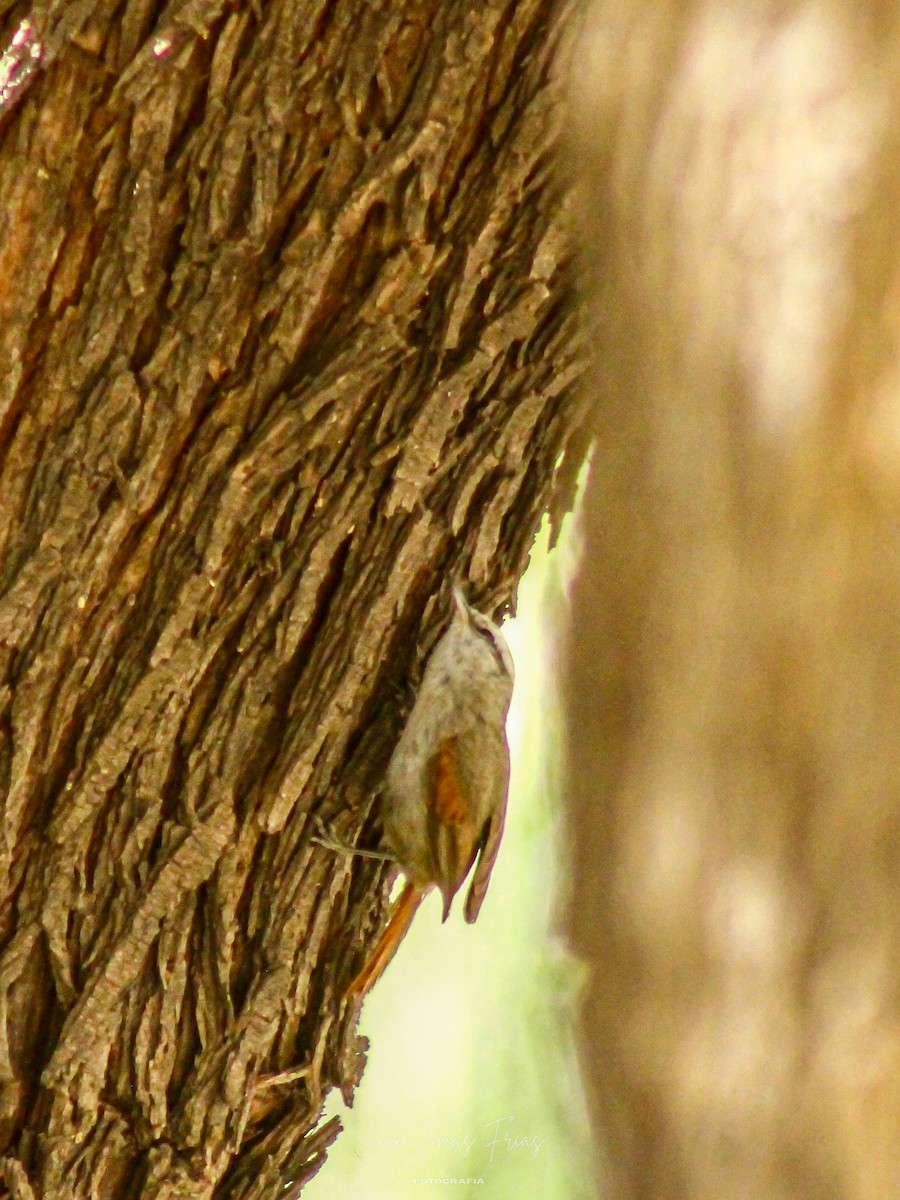 Stripe-crowned Spinetail - ML647314091