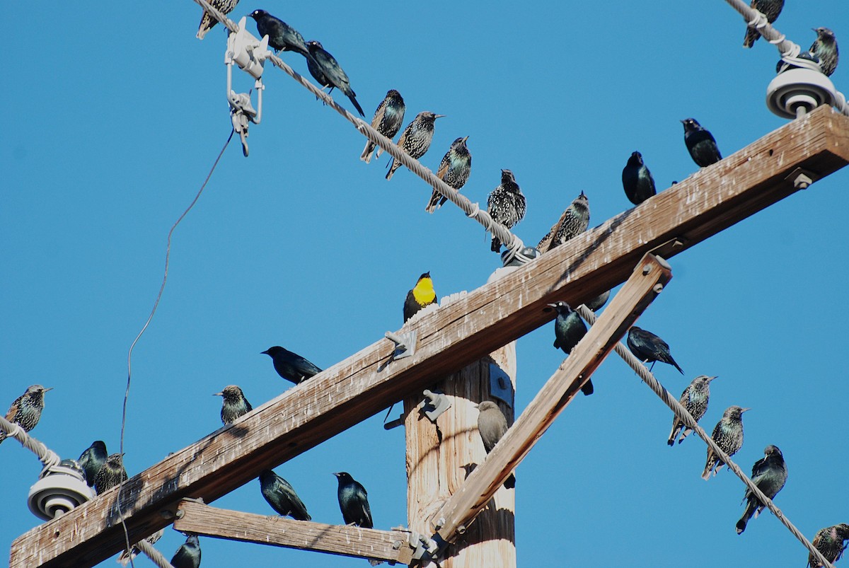 Yellow-headed Blackbird - ML647314099