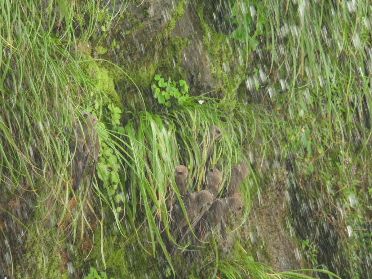 Great Dusky Swift - ML647314102