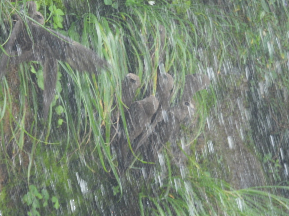 Great Dusky Swift - ML647314103