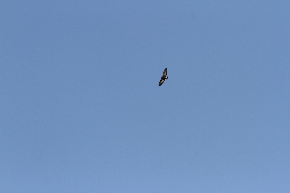 Variable Hawk (Puna) - ML647314105