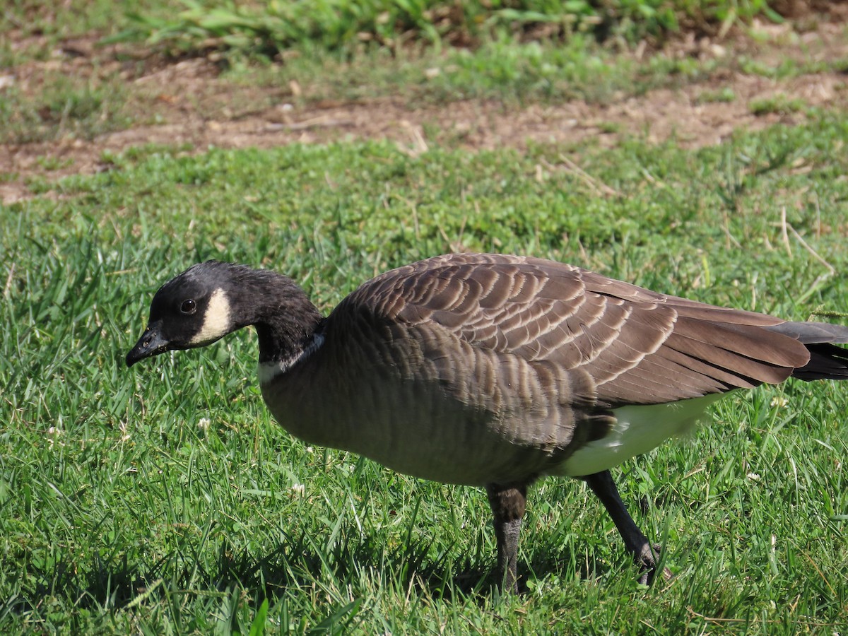 小加拿大雁 - ML647314106