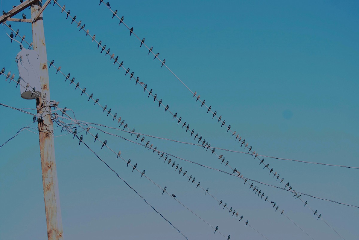 Brewer Karatavuğu - ML647314108