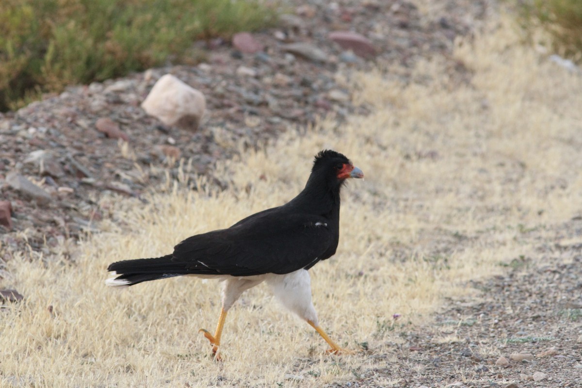 Mountain Caracara - ML647314110
