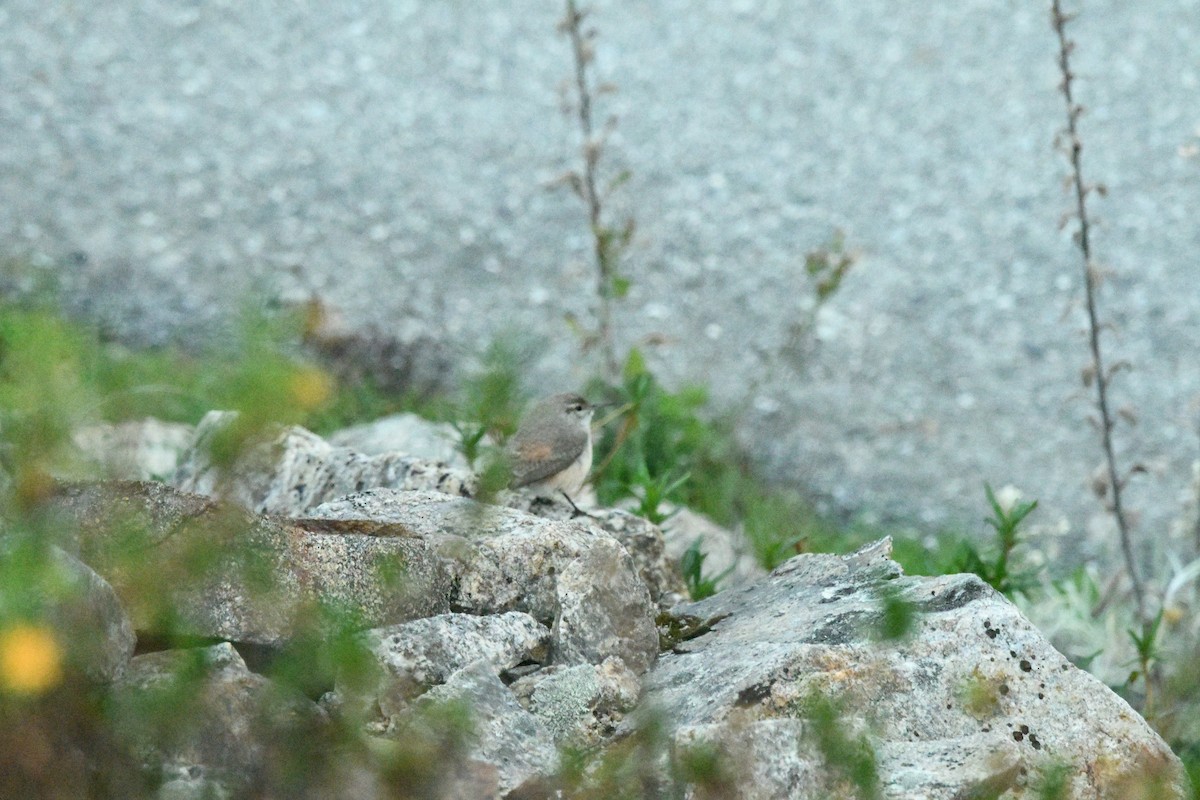 Rock Wren - ML647314116