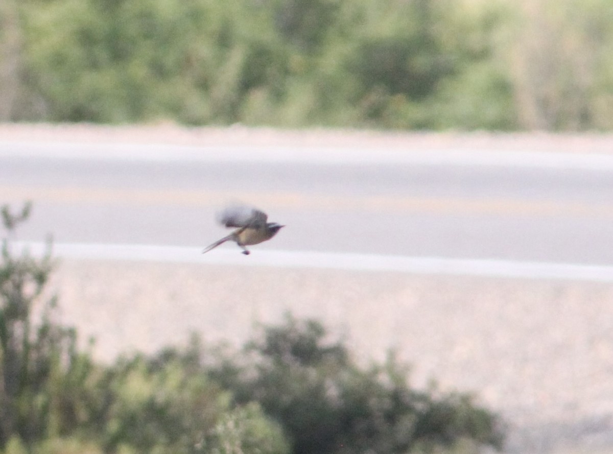 d'Orbigny's Chat-Tyrant - ML647314117