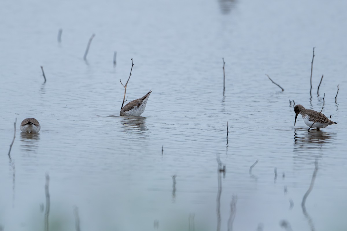 Stilt Sandpiper - ML647314121