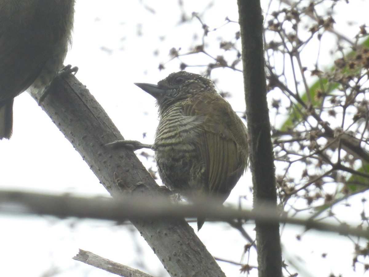 datlíček pruhovaný - ML647314123