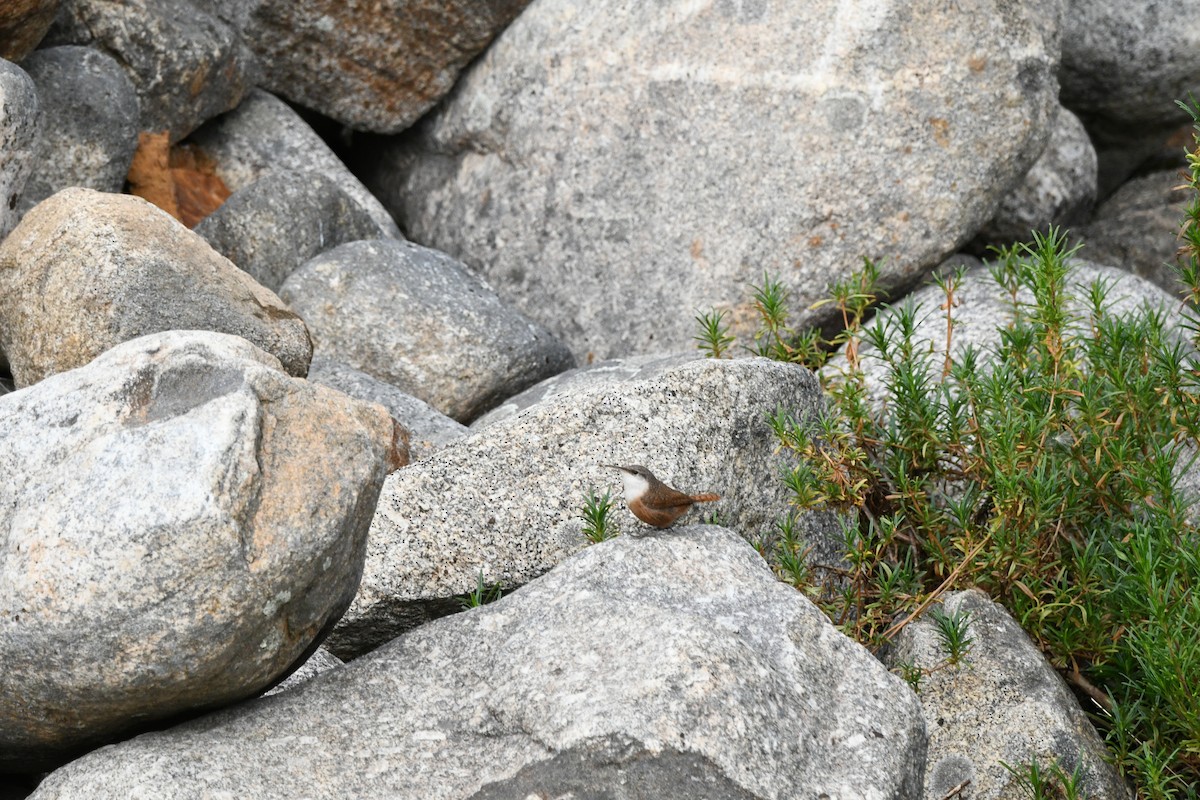 Canyon Wren - ML647314125