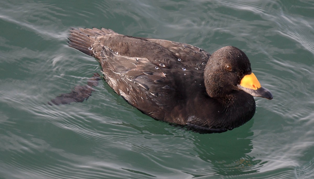 Black Scoter - ML647314127