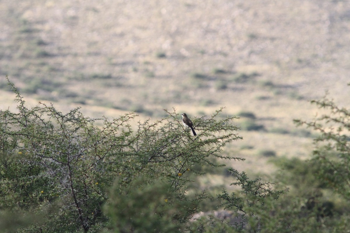 Brown-backed Mockingbird - ML647314128
