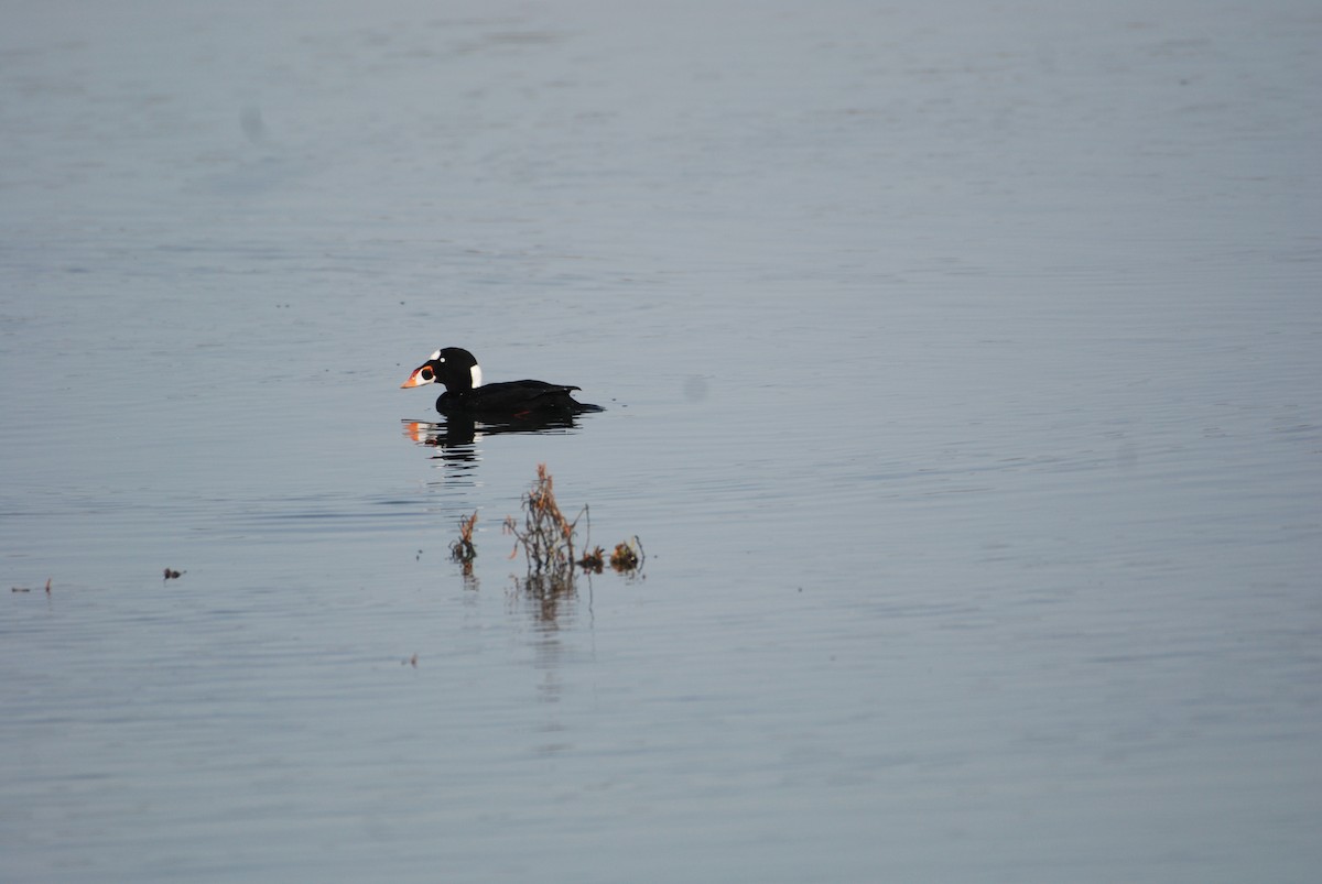 Surf Scoter - ML647314129