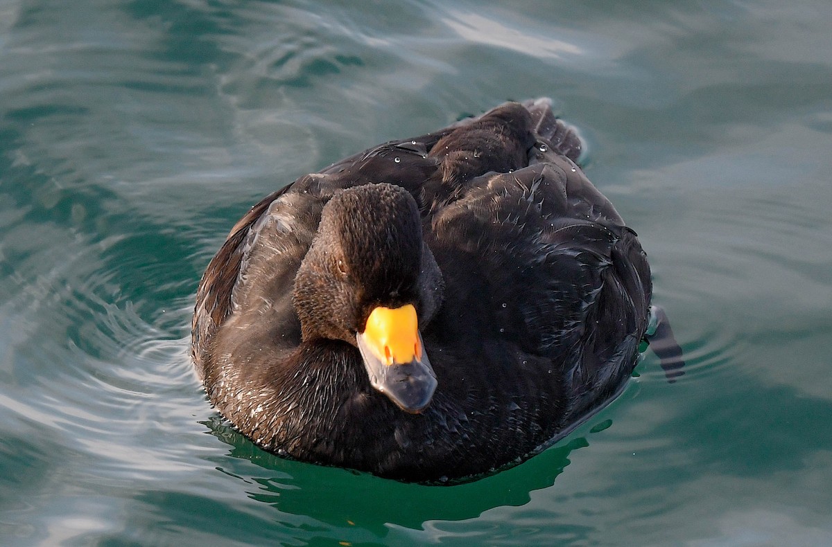 Black Scoter - ML647314130