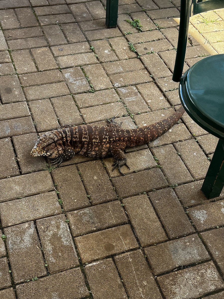 טגו ארגנטינאי - ML647314135