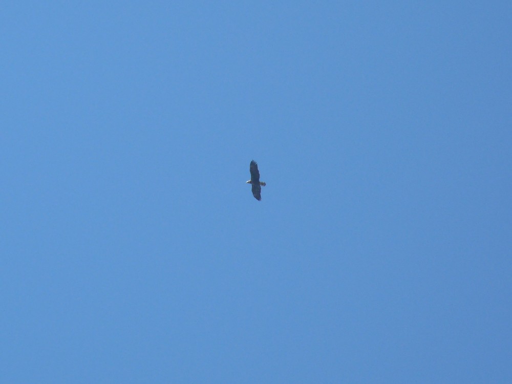 Itsas arrano buruzuria - ML647314139