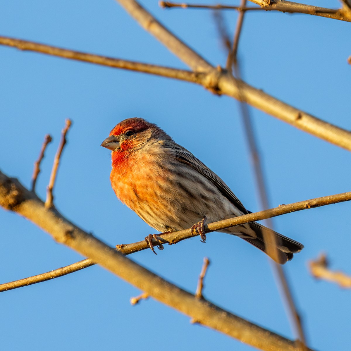 House Finch - ML647314140